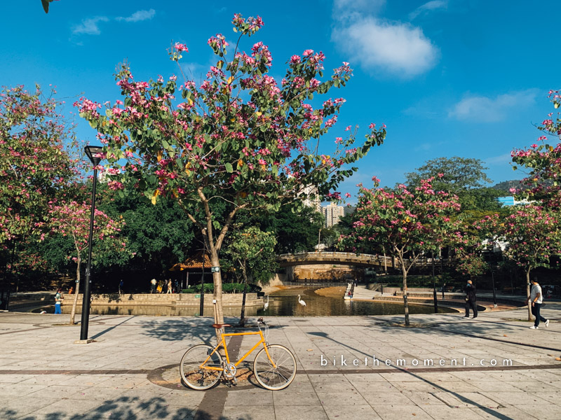 tokyobike Rental @ 屯門 tokyobike                    30