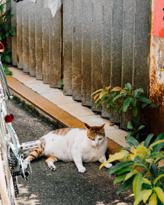 2025年7月。茶魚飯後 DSC08541